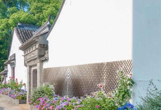 Natuurlijke wilgentakken voor een perfecte achtergrond en privacy-oplossing 3