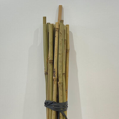 Natural Bamboo Stakes: The Strongest Renewable Support for Climbing Plants