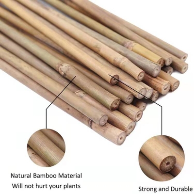 Natuurlijke de Steunstaken van de Bamboeinstallatie voor Binneninstallaties, van het de Tuinbamboe van Polen van Bamboestokken Staak 40cm 595cm
