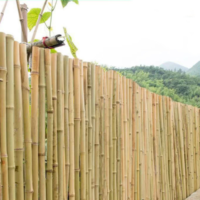 100% natuurlijk Ruw 240cm Bamboe Pool die Deoration 60cm tot 595cm bouwen