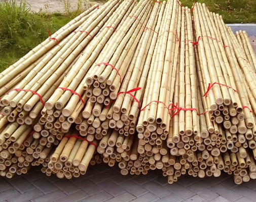 Staken van het Bamboepolen van het tuinmeubilair de Natuurlijke rechtstreeks voor Lengte 16cm van de Tuininstallatie