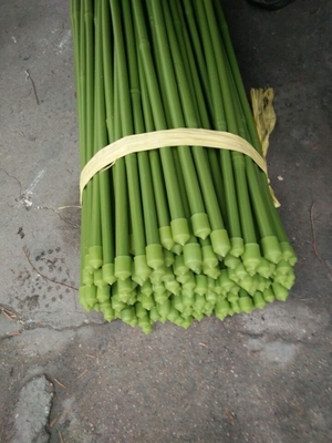 40cm 60cm 90cm 120cm Groen Schilderen van Polen van het Lengte het Groene Bamboe