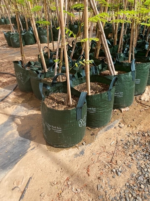 Van het Bamboepolen Tonkin van Home Decoration Raw van de tuinomheining het Stevige Bamboe Polen