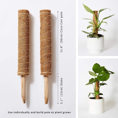 Moss Pole Plant Support Klimmen Kokospoelen Palmstick Kleuren Plant