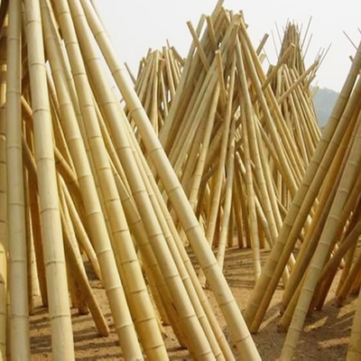 Van het de Decoratie het Ruwe Bamboe van de tuininstallatie Natuurlijke Tonkin Bamboe Polen van Polen