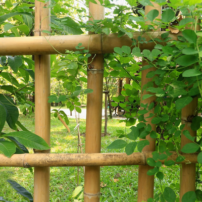 Van het de Decoratie het Ruwe Bamboe van de tuininstallatie Natuurlijke Tonkin Bamboe Polen van Polen