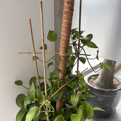 Van het Bamboestaken van het tuinmeubilair het Natuurlijke Ruwe Bamboe Polen 40cm tot 500cm Hoogte