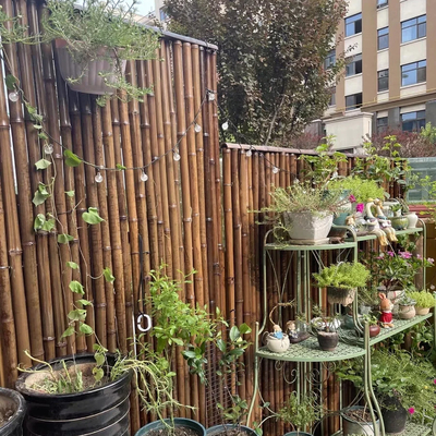 150cm Ruw Bamboe Polen die de Groene Rode Zwarte Decoratieve Staken van de Bamboetuin schilderen