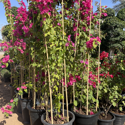 De droge rechtstreeks 60cm tot 595cm Grote Natuurlijke Kleur van Bamboepolen