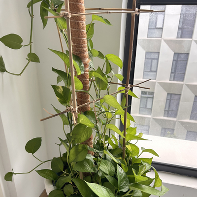 Natuurlijke de Steunstaken van de Bamboeinstallatie voor Binneninstallaties, van het de Tuinbamboe van Polen van Bamboestokken Staak 40cm 595cm