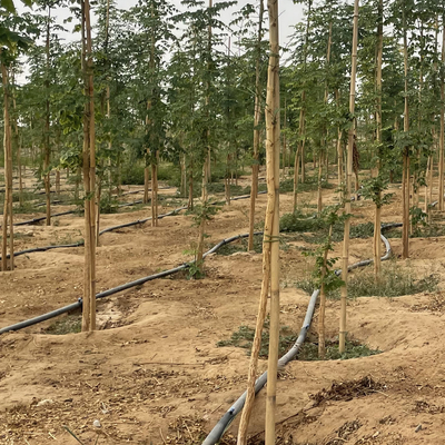 Natuurlijke de Steunstaken van de Bamboeinstallatie voor Binneninstallaties, van het de Tuinbamboe van Polen van Bamboestokken Staak 40cm 595cm