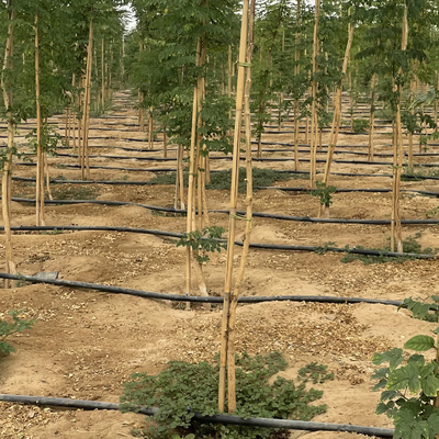 Natuurlijke de Steunstaken van de Bamboeinstallatie voor Binneninstallaties, van het de Tuinbamboe van Polen van Bamboestokken Staak 40cm 595cm