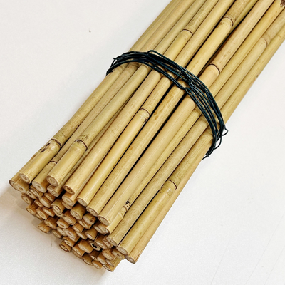 Natuurlijke de Steunstaken van de Bamboeinstallatie voor Binneninstallaties, van het de Tuinbamboe van Polen van Bamboestokken Staak 40cm 595cm