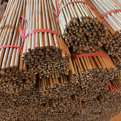 10cm Ruw Bamboe Polen