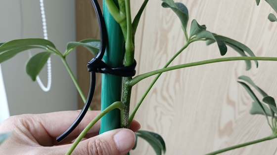 Flexibele groene holle lijn om de plant te ondersteunen