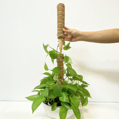 Plantondersteuning Kokosvezelstok Stevige Klimpaal voor Klimplanten