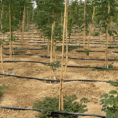 Omgevingsvriendelijke, aanpasbare grootte Bamboespal voor tuinplantondersteuning met antiseptische behandeling