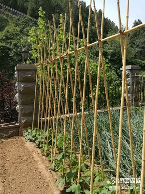 Tuinstokken, 18 inch natuurlijke bamboe-plantstokken, plantenondersteunende stokken met draaibanden, bamboe-stokken voor tomaten, bonen, bloemen, potplanten, binnenshuis- en buitenshuis klimplanten