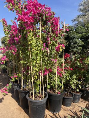 Tuinstokken, 18 inch natuurlijke bamboe-plantstokken, plantenondersteunende stokken met draaibanden, bamboe-stokken voor tomaten, bonen, bloemen, potplanten, binnenshuis- en buitenshuis klimplanten