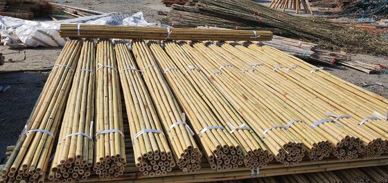 Eco Friendly Decorative Raw Bamboo Poles Dia.0.8cm x 100cm Lengte